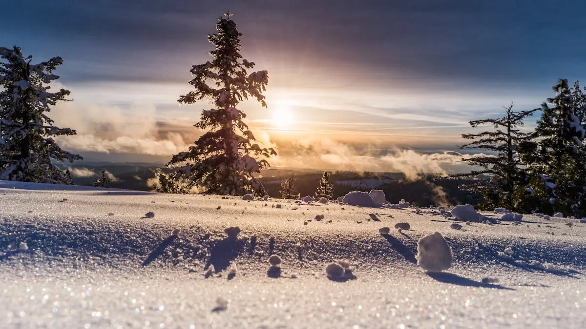 Evergreen trees in soft winter fog